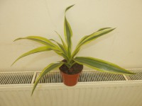 /album/pokojovky1/dracaena-marginata-jpg/